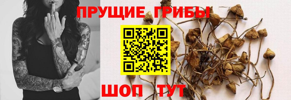 Галлюциногенные грибы Cubensis Переславль-Залесский